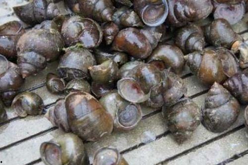 福寿螺吃瓜,探寻生态平衡中的美食奥秘