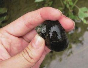 福寿螺吃瓜,探寻生态平衡中的美食奥秘