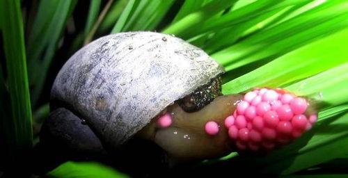 福寿螺吃瓜,探寻生态平衡中的美食奥秘